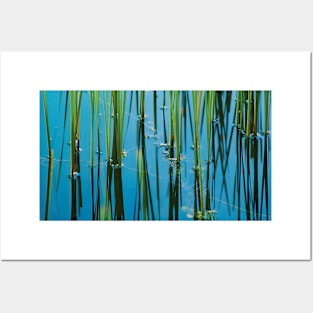 ‘Reedy Or Not’ - reed-bed reflections Posters and Art